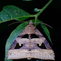 Moth