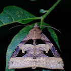 Moth