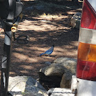 Stellers Jay