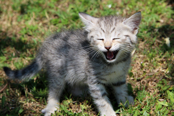 Miii.......a di Sara D'Amato