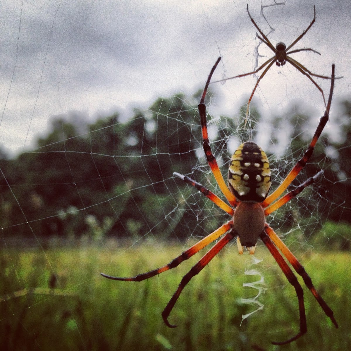 Golden Orb Weaver