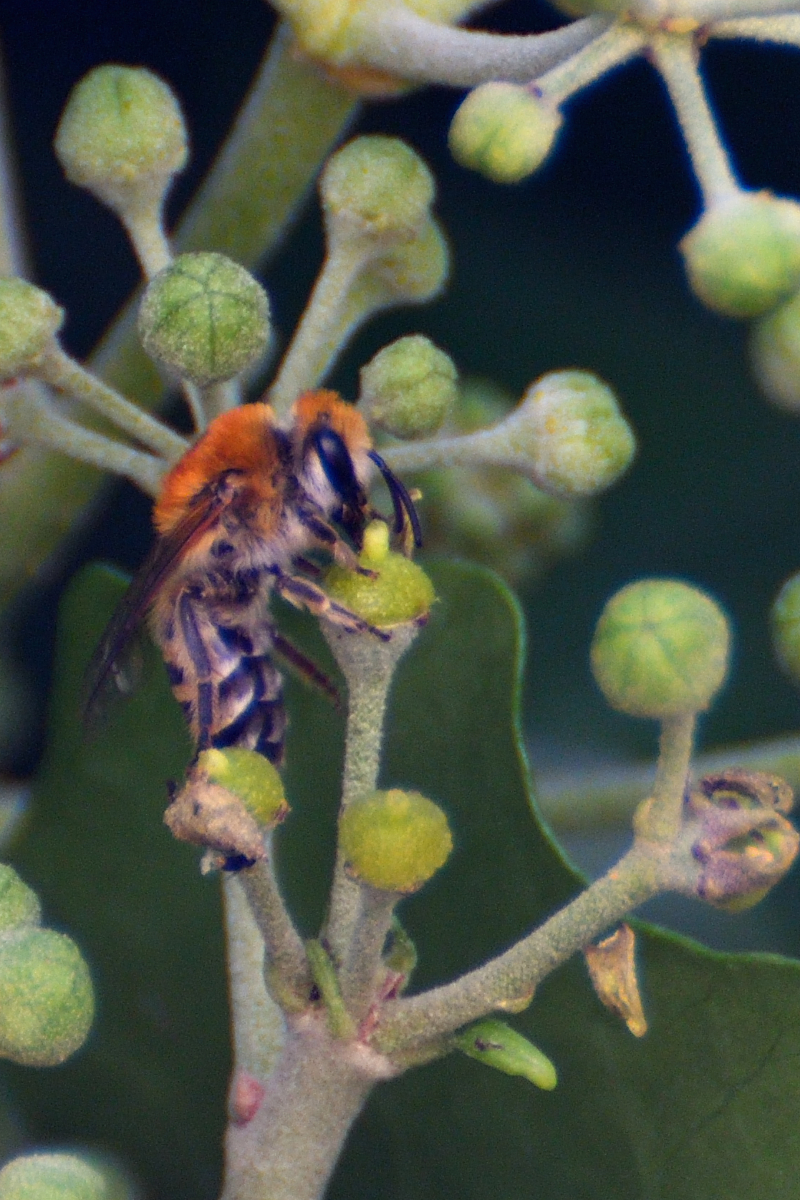 Ivy Bee; Abeja de la Hiedra