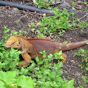 Galapagos Land Iguana