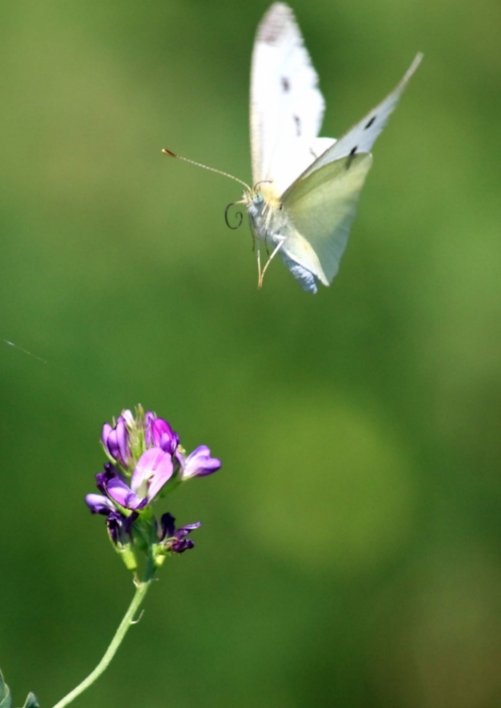 In volo di Foxma