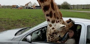 Things did not go as planned when the giraffe went in for some food.