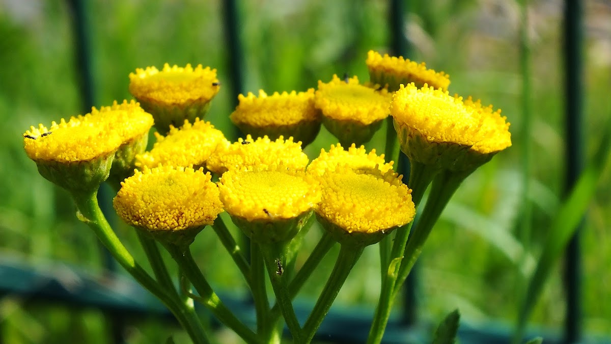 Common tansy