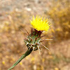 Yellow Star Thistle