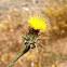 Yellow Star Thistle