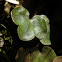 Round-lobed Hepatica