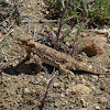 Southern Desert Horned Lizard