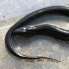 Two-toed Amphiuma