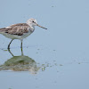 Common Greenshank