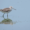 Common Greenshank