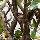 Tree Sparrow