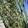 Ocotillo