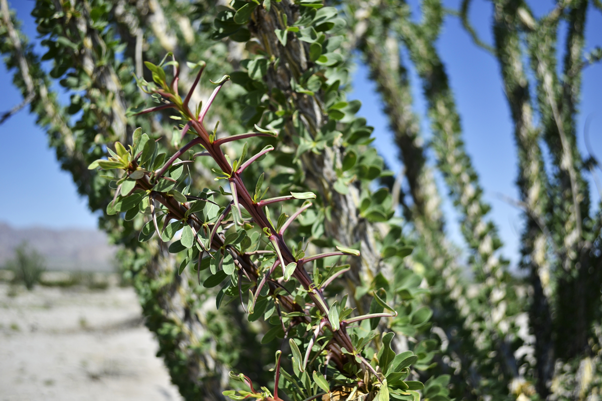 Ocotillo