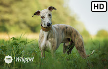 My Cute Whippet - Puppy & Dog Wallpapers small promo image