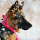 German Shepherd New Tab Theme