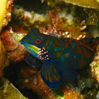 Mandarinfish