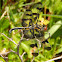 Banded Pennant