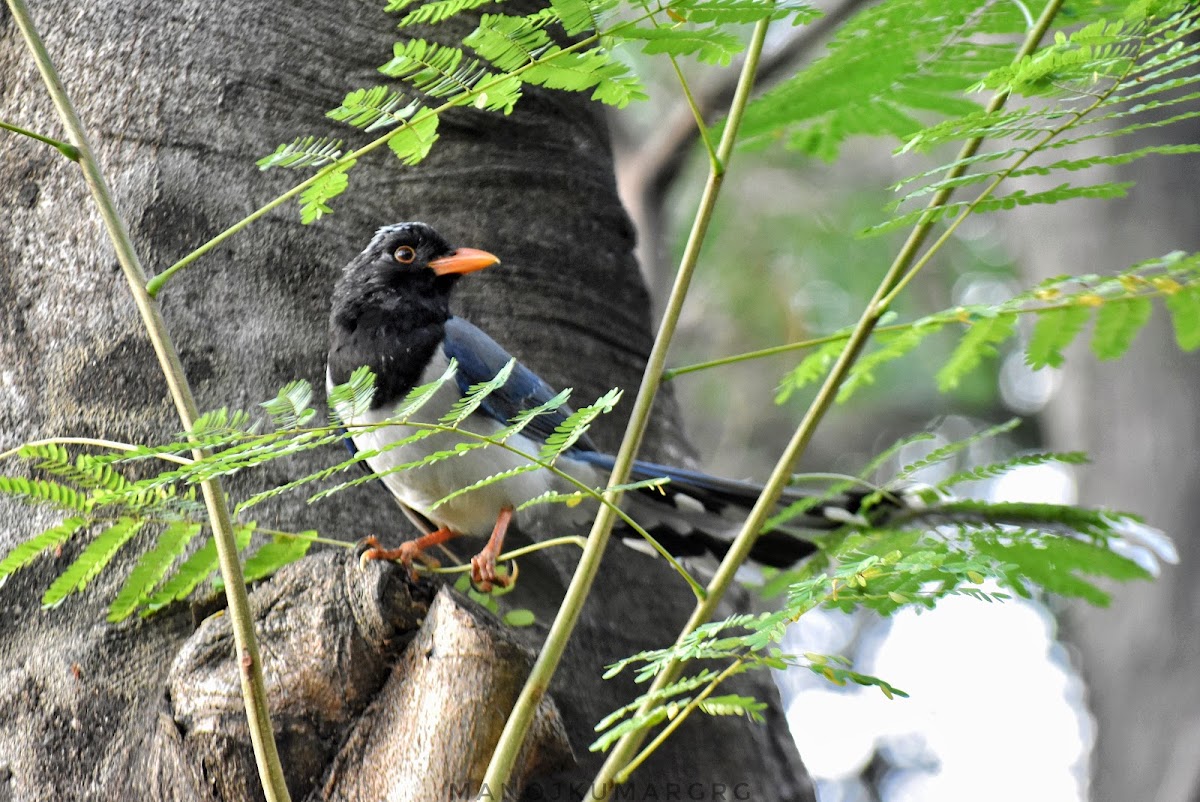 Red-Billed Blue Magpie