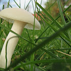 Snowy Waxcap