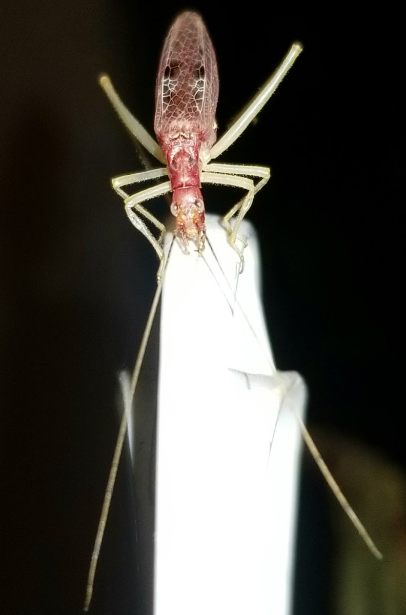 Red Two-spotted tree Cricket