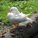 Mandarin Duck