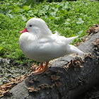 Mandarin Duck