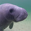 Manatee Wallpapers HD Theme