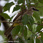 Yellow-vented Bulbul