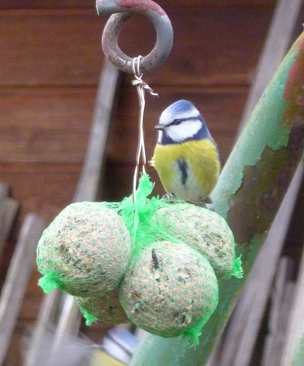 Eurasian blue tit