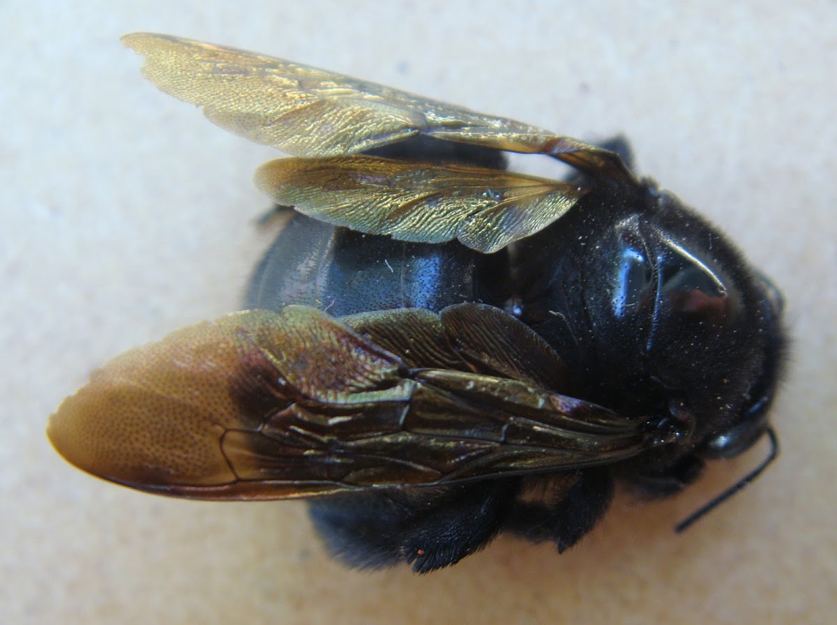 Sonoran Carpenter Bee