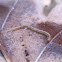 Spotted snake millipede