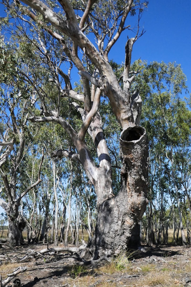 River Red Gum (mature)