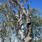 River Red Gum (mature)