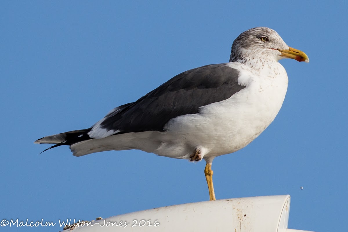 Lesser Black-backed Gull