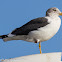 Lesser Black-backed Gull