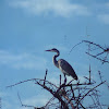 Black-headed Heron