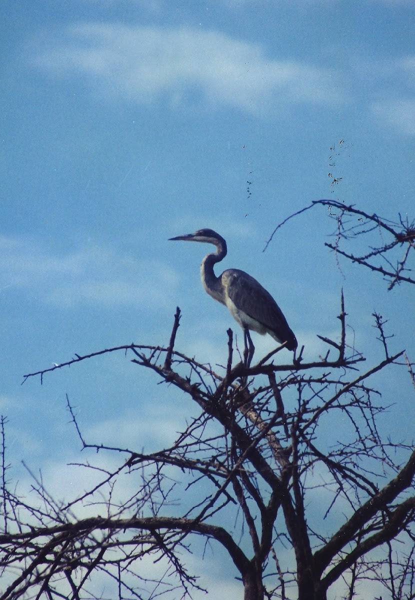 Black-headed Heron