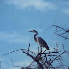 Black-headed Heron