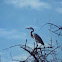 Black-headed Heron