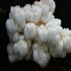 Bear's Head Tooth Fungus