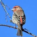 House finch