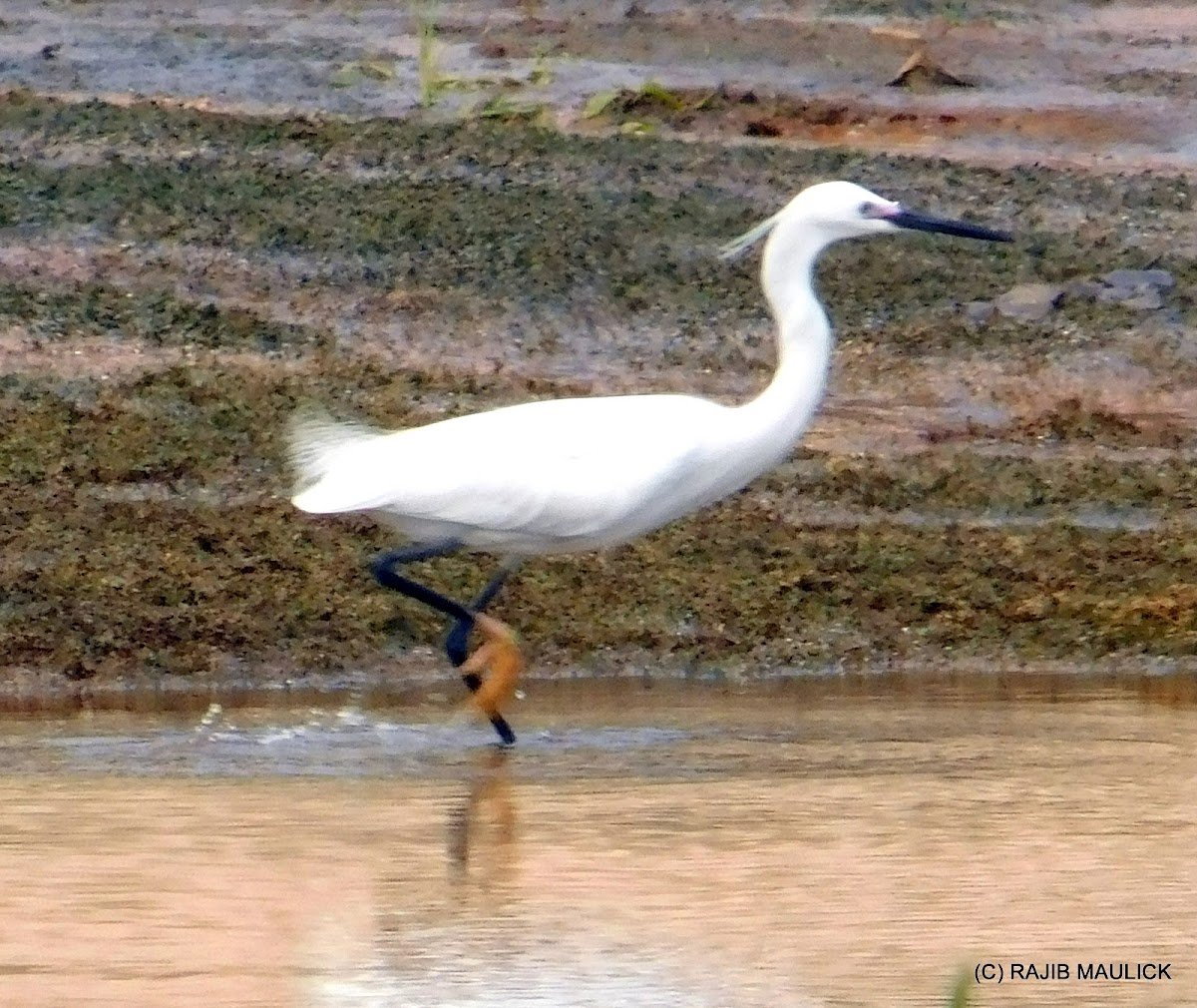 LITTLE EGRET