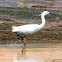 LITTLE EGRET