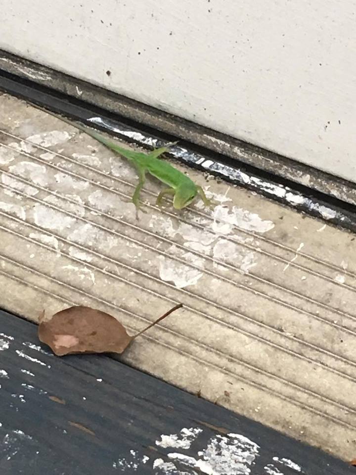 Carolina Anole