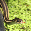 Common Garter Snake