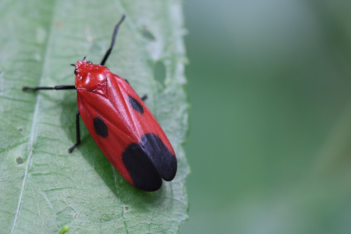 Froghopper