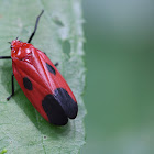 Froghopper